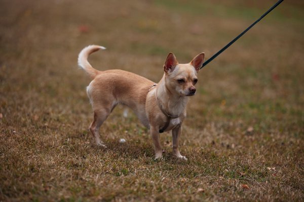 ¿Qué tipo de juguetes son más apropiados para perros con dientes sensibles?