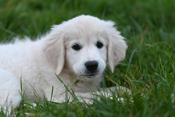 ¿Qué cuidados requiere un camaleón durante la temporada de muda?