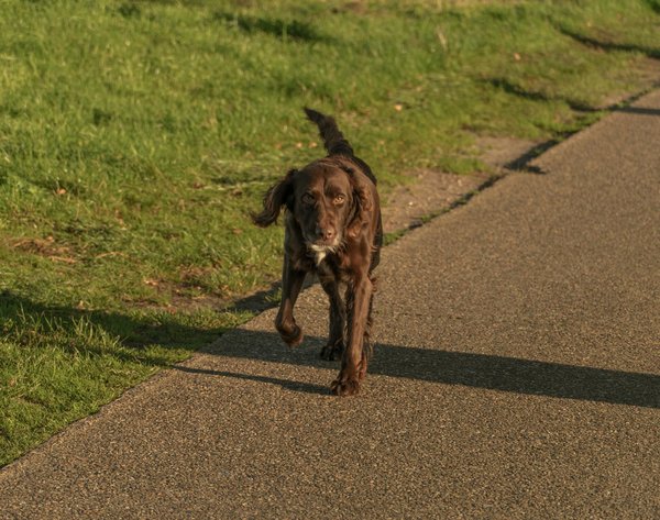 ¿Cómo reconocer y tratar la cistitis en gatos antes de que se agrave?
